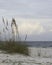 Sea oats on dune with ocean portrait