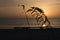 Sea Oats and Golden Sunset