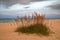 Sea Oats on Gulf Coast at Dusk