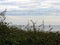 Sea oats and ocean landscape in Sanibel Island