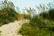 Sea Oats and Sand Dunes of the Outer Banks of NC