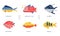 Sea and Ocean Fishes Collection, Dorado, Angler Fish, Permit, Snapper, Trout, Perch Vector Illustration