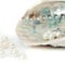 Sea ocean shell ultranmarine color with tiny nacre pearls square isolated white background