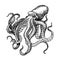 Sea octopus. Engraved hand drawn in old sketch, vintage creature. Nautical or marine, monster. Animal in the ocean