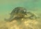 Sea olive turtle cose-up over sand bottom