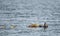 Sea Otter in Alaska