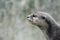 Sea otter close up portrait