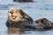 Sea otter covering ears in Morro Bay California