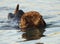 Sea Otter Covering Mouth