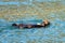 Sea otter eating a crab in Resurrection Bay in Kenai Fjords National Park on the Kenai peninsula in Seward Alaska