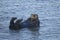 Sea otter, enhydra lutris