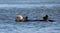 Sea Otter [enhydra lutris] with bloody nose floating in the Elkhorn Slough at Moss Landing on the Central Coast of California USA