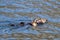 Sea otter [Enhydra lutris] eating a crab in Resurrection Bay in Kenai Fjords National Park on the Kenai peninsula in Seward Alaska