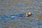 Sea otter [Enhydra lutris] eating a crab in Resurrection Bay in Kenai Fjords National Park on the Kenai peninsula in Seward Alaska