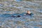 Sea otter [Enhydra lutris] eating a crab in Resurrection Bay in Kenai Fjords National Park on the Kenai peninsula in Seward Alaska