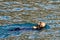 Sea otter [Enhydra lutris] eating a crab in Resurrection Bay in Kenai Fjords National Park on the Kenai peninsula in Seward Alaska