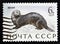 Sea Otter Enhydra lutris, Marine Mammals serie, circa 1971