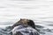 Sea Otter Enhydra lutris swimming in the water. Russia, Kamchatka, nearby Cape Kekurny, Russian bay