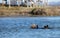 Sea Otter floating in front of one of the many observation decks in the Elkhorn Slough nature preserve at Moss Landing on the