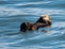 Sea Otter floating in Resurrection Bay near Seward