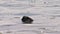 Sea otter grooming himself in icy water