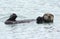 Sea otter male in kelp on a coldy rainy day, big sur, california