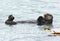 Sea otter male in kelp on a coldy rainy day, big sur, california