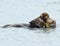 sea otter mother with adorable baby / infant in the kelp, big sur, california