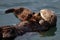 Sea otter mother holding her pup