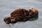 Sea otter mother and pup , Enhydra lutris, in Pacific ocean