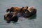 Sea otter mother and pup , Enhydra lutris, in Pacific ocean