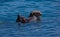 Sea otter near Morro rock in California