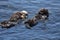 Sea Otter Pair with an Infant in the Pacific Ocean