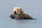 Sea otter with pink nose doing backstroke