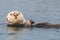 Sea otter with pink nose doing backstroke