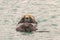 A sea otter playing hide and go seek