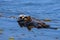 Sea otter playing with kelps near Morro rock on California coast