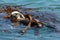 Sea Otter Playing in the Ocean