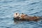 Sea Otter and Pup