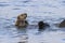 Sea otter raised his head above the water a winter sunny day at