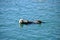 Sea otter relaxing in the water