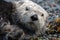 Sea Otter Resting On Land