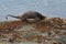 Sea otter resting on seaside rock