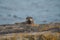 Sea otter resting on seaside rock