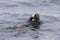 Sea otter that sails along the coast on the back of an autumn