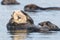 Sea otter saying `I can`t hear you` covering ears