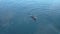 Sea otter in Seward Alaska