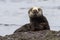 Sea otter sitting on a rock on the shore of the