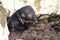 Sea otter took a defensive pose in shallow water during the winter low tide