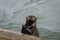 Sea Otter Using a Concrete Pier as a Tool